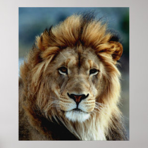 Poster Lion
