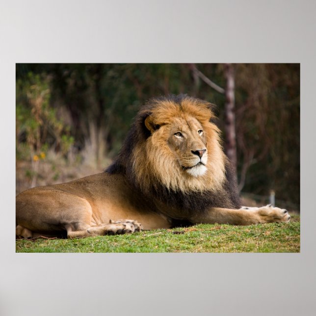 Poster Lion (Devant)