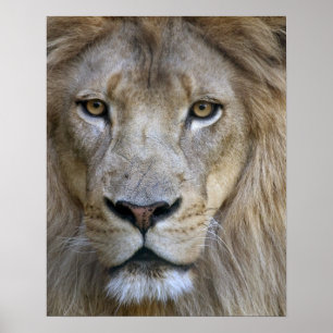 Poster Lion adulte mâle au zoo de Sacramento, CA