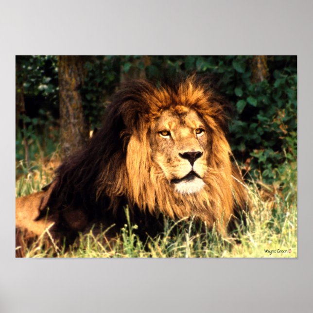 Poster Lion africain (Devant)