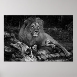 Poster Lion africain