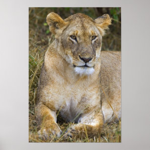 Poster Lion assis dans la haute herbe des Massaï