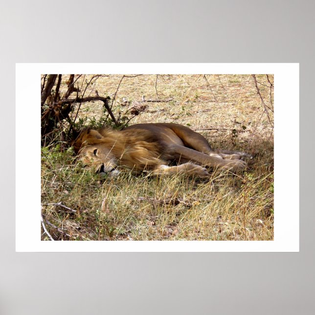 Poster Lion au Kenya animal d'Afrique (Devant)