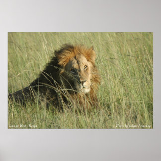 Poster Lion au repos