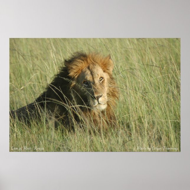 Poster Lion au repos (Devant)