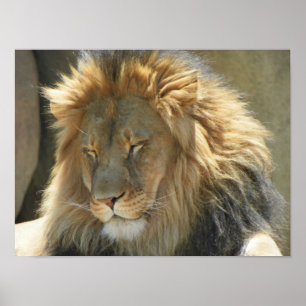 Poster lion au sommeil