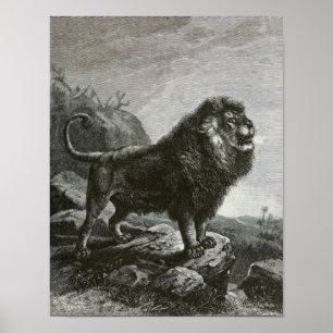 Poster Lion barbare