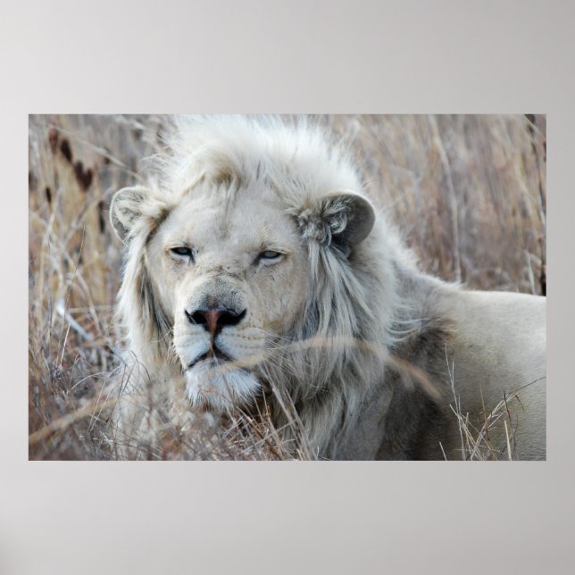 Poster Lion blanc d'Afrique du Sud reposant (Devant)