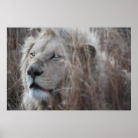 Lion blanc sud-africain proche