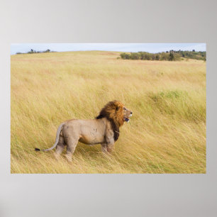 POSTER LION BROWN SUR LE CHAMP GRASS EN JOURNÉE