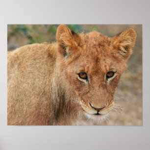 Poster Lion Cub