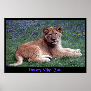 POSTER LION CUB