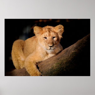 Poster Lion Cub