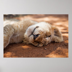 Poster Lion CUB de sommeil des images   de Getty