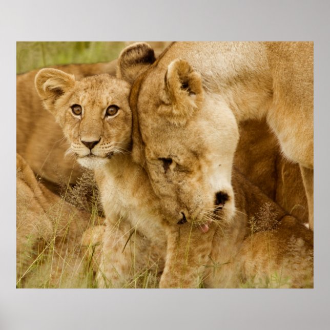 Poster Lion Cub & Mother (Devant)