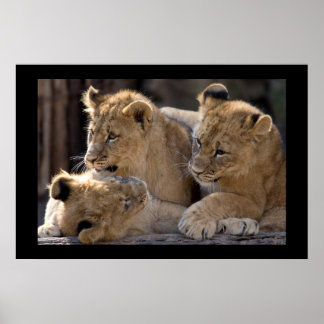 Poster Lion Cubs