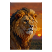 Lion d'Afrique au coucher du soleil