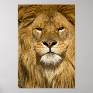 Poster Lion de Barbarie d'Afrique, Panthera leo leo, l'un
