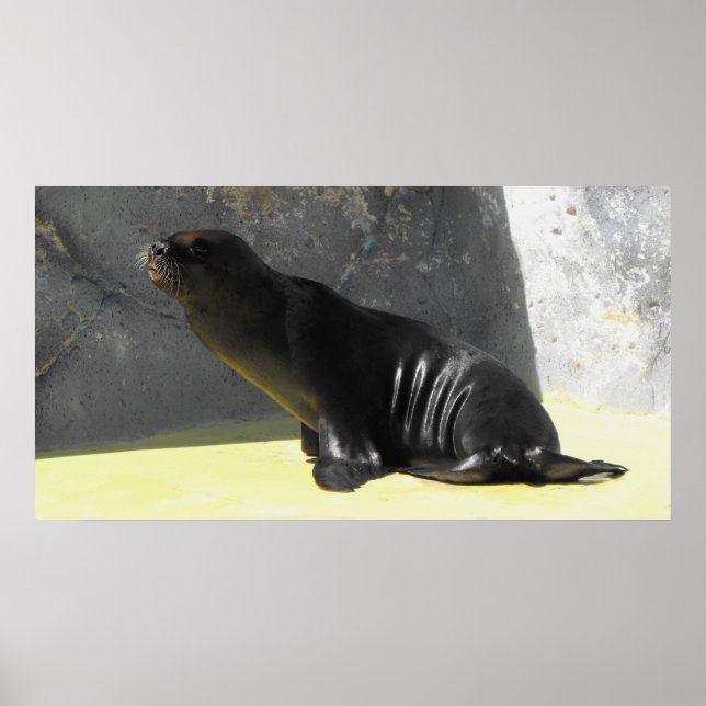 Poster Lion de mer (Devant)