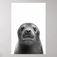 Lion de mer moderne Portrait noir blanc