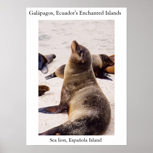 Poster Lion de mer relaxant les muscles du cou (Devant)