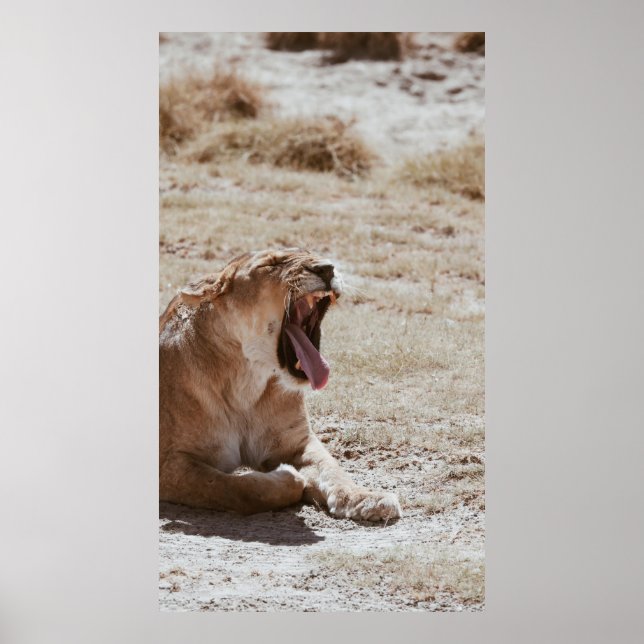 POSTER LION DORMIÈRE (Devant)