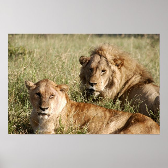 Poster Lion et Lion (Devant)