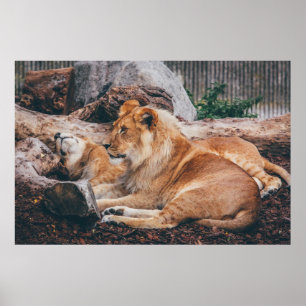 POSTER LION ET LIONESS MENANT SUR LA SURFACE BROWN