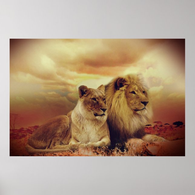 Poster Lion Et Lionesse Africains (Devant)