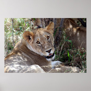 Poster lion face