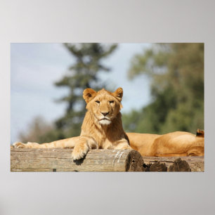 Poster Lion femelle