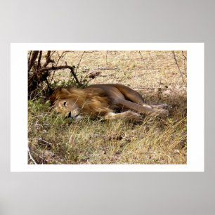 Poster Lion in Kenya Africa animal