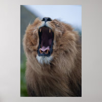 Lion Jaune Une Rencontre Proche