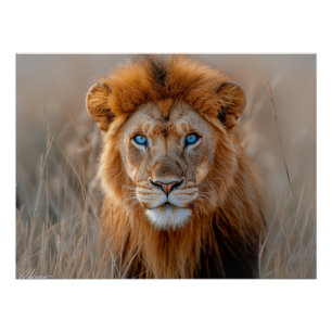Poster Lion majestueux mâle aux yeux bleus brillants