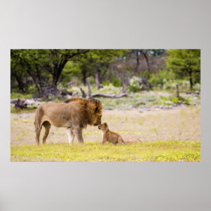 Poster Lion mâle Alpha inspecte le petit