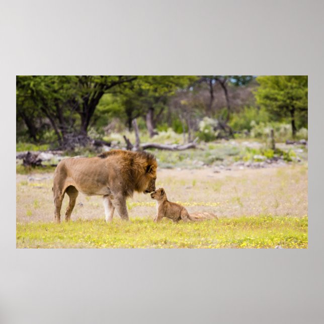 Poster Lion mâle Alpha inspecte le petit (Devant)