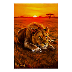 Poster Lion mâle au repos sur la savane dorée