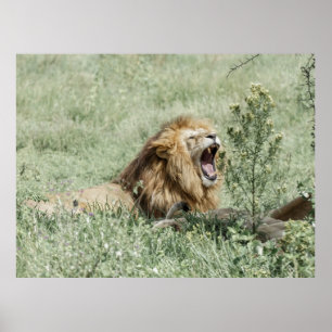 POSTER LION MENANT SUR LA GRASSE VERTE PENDANT LA JOURNÉE