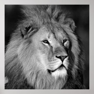 Poster Lion noir et blanc