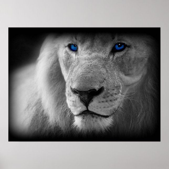 Poster Lion Noir Et Blanc Aux Yeux Bleus (Devant)