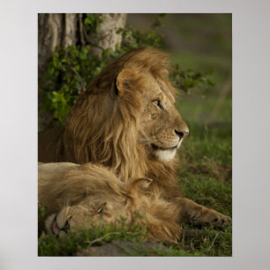 Poster Lion, Panthera leo, Lower Mara, Masai Mara GR,