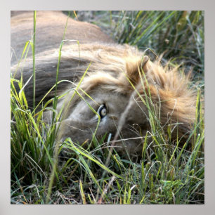 Poster Lion paresseux