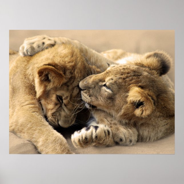 Poster Lion petits meilleurs amis (Devant)