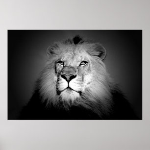 Poster Lion - Photographie d'animaux sauvages