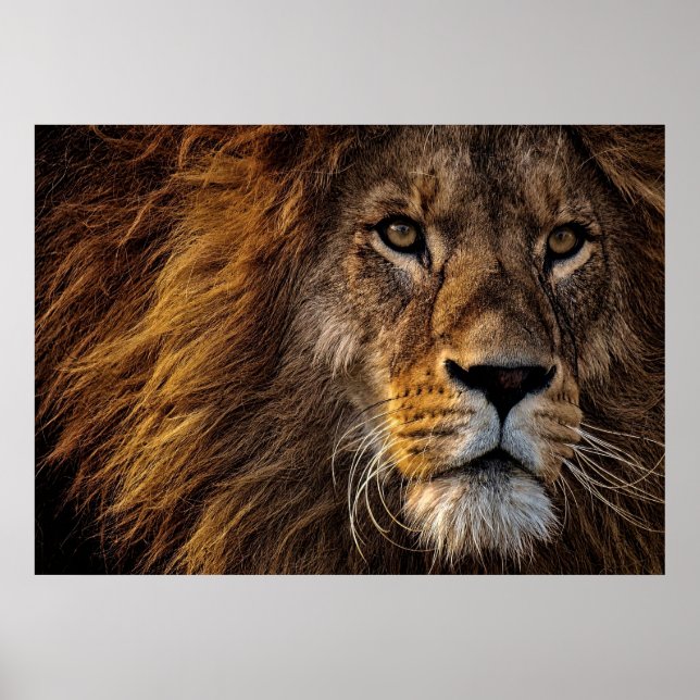 Poster Lion Predator Lion (Devant)