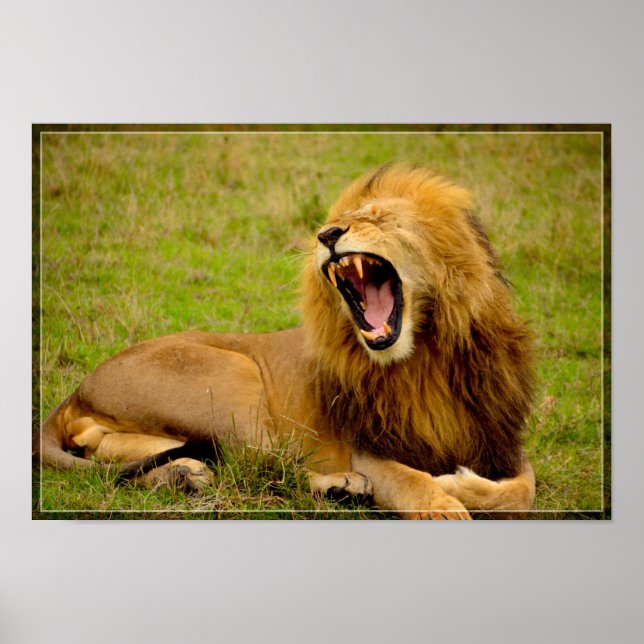 Poster Lion Roaring (Devant)