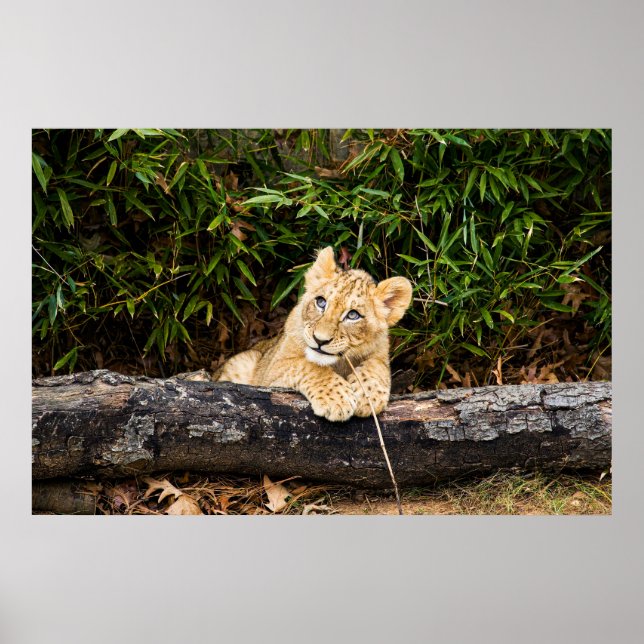 Poster Lionceau  (Devant)