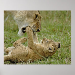Poster Lionceau Jouant