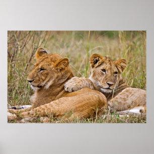 Poster Lionceaux au repos