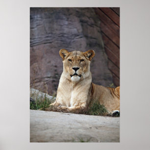 POSTER LIONESS RELAXING